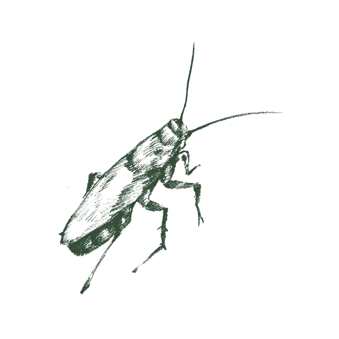 Drawing of a german cockroach.