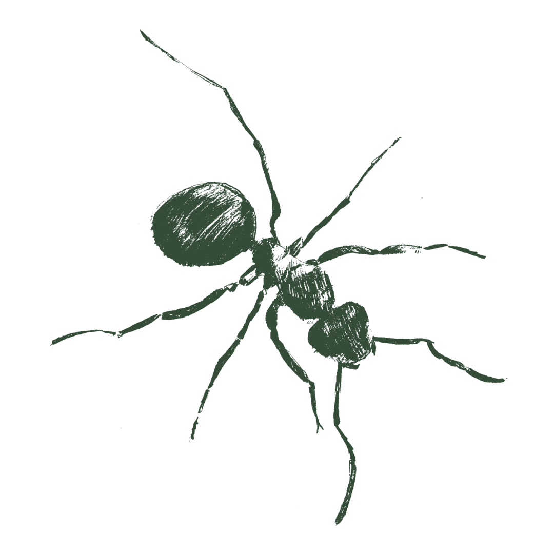 Drawing of a harvester ant.