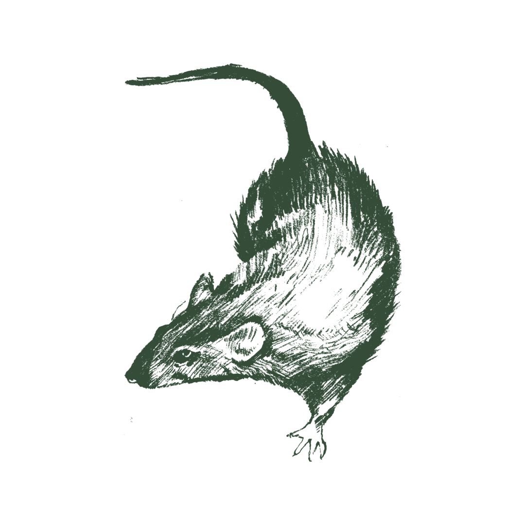 Drawing of a Norway rat