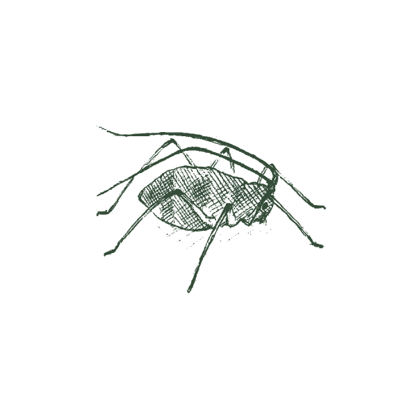 Aphid-Web-Large