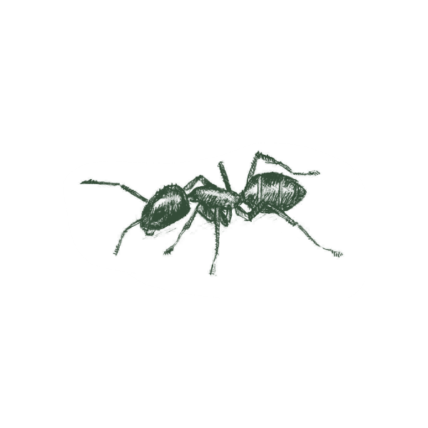 Argentine-Ant-Web-Large