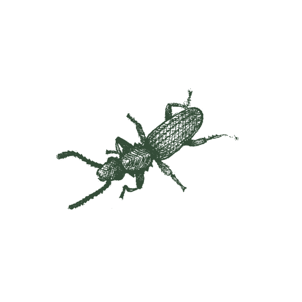 Grain-Beetle-Web-Large