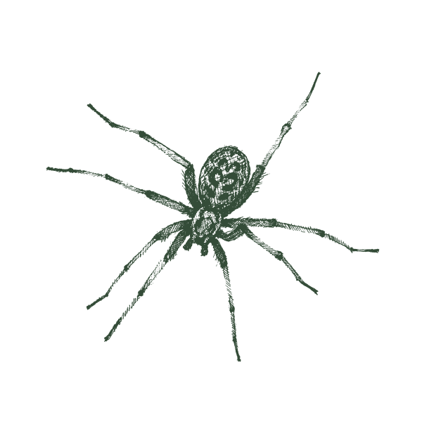 Hobo-Spider-Web-Large