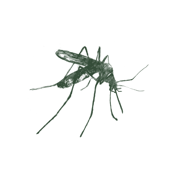 Mosquito-Web-Large