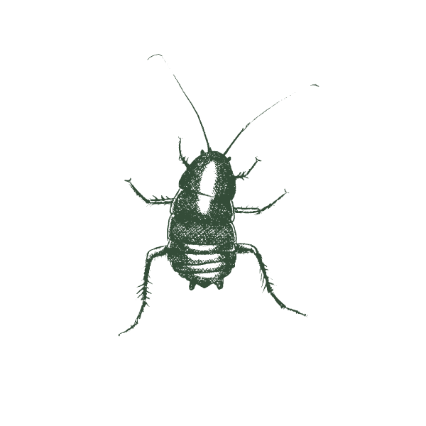 Oriental-Cockroach-Web-Large