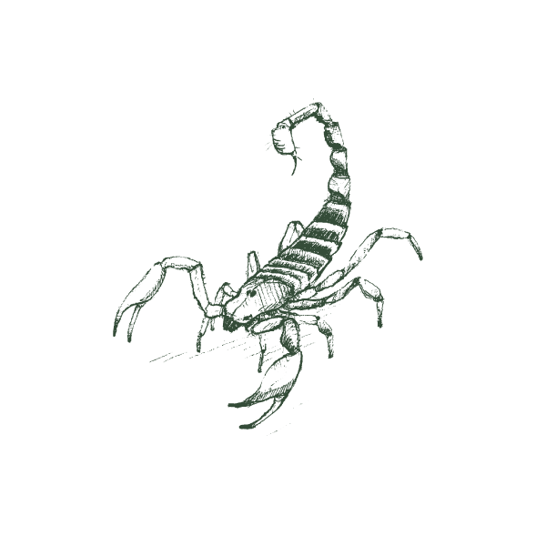 Scorpion-Web-Large